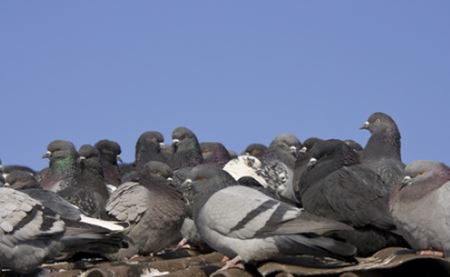 Bird Dropping Removal